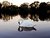 Lone White Swan on Avon