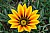 Flaming sunflower