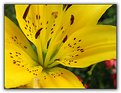 Picture Title - Lilium... in Yellow