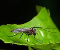 Picture Title - Mosquito