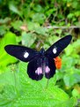 Picture Title - Black Butterfly - Borboleta