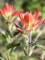 Picture Title - Indian Paintbrush