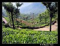 Picture Title - Tea Garden- Coonoor, India