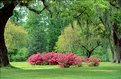 Picture Title - South Louisiana Spring