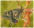 Picture Title - Papilio