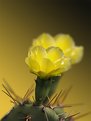 Picture Title - Cactus Flower