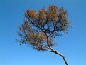 Picture Title - Lone tree