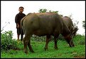 Picture Title - Buffalo Boy