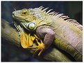 Picture Title - Iguana