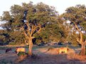 Picture Title - Sardinian Cows