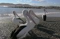 Picture Title - Pelicans