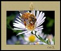 Picture Title - Bee mounted