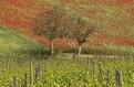 Picture Title - Olives, Vines, & Poppies