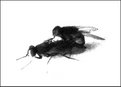 Picture Title - Sex  Flies