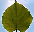 Picture Title - Leaf