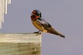 Picture Title - Barn swallow at rest