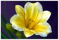 Picture Title - Lily