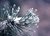 Snow Bough