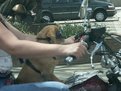 Picture Title - Psycho Puppy