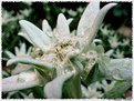 Picture Title - Leontopodium alpinum(II)
