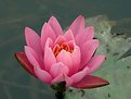 Picture Title - Water lily