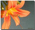 Picture Title - Day Lily