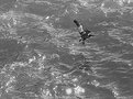 Picture Title - Pelican over Water