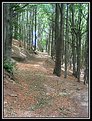 Picture Title - Campigna forest
