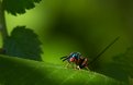 Picture Title - Parasitic Wasp