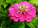 Picture Title - Zinnia