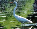 Picture Title - The Wading Egret