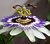 Passionflower (2)