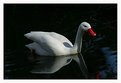 Picture Title - Red Billed Swan