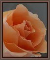 Picture Title - Peach Rose