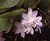 Trailing Arbutus (Epigaea repens)