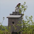 Picture Title - Summer House