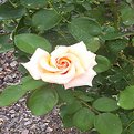 Picture Title - White Rose