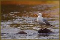 Picture Title - Gull on the river