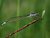 Female Blue-tailed Damselfly, Ischnura elegans (Vander Linden, 1823)