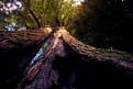 Picture Title - Looking Up The Redwood Tree