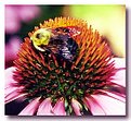 Picture Title - Bee