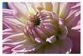 Picture Title - Dahlia Close up