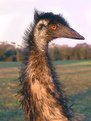 Picture Title - Golden Emu