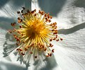 Picture Title - Pure white flower.