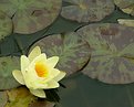Picture Title - Water lily II