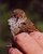 Bird in the Hand - Brown Thornbill