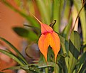 Picture Title - Orange Orchid