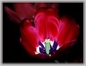 Picture Title - Tulip 1