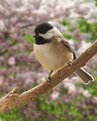 Picture Title - Spring Chickadee
