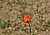 Lone poppy